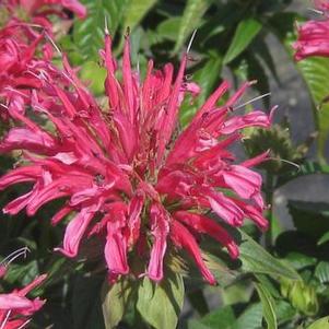 Monarda didyma Coral Reef