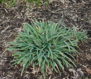 Carex laxiculmis Bunny Blue (@ Mt Cuba)