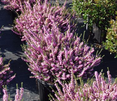 Erica x darleyensis 'Mediterranean Pink' 