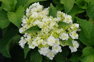 Hydrangea macrophylla Wedding Gown™