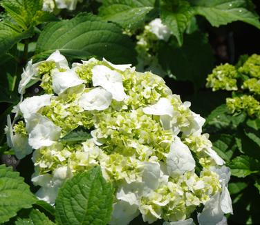 Hydrangea macrophylla Wedding Gown