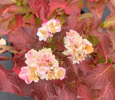 Hydrangea macrophylla 'Wedding Gown' - Fall color