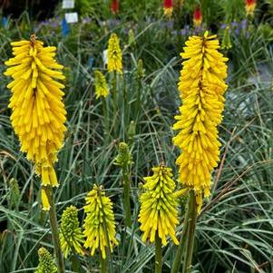 Kniphofia x Gold Rush