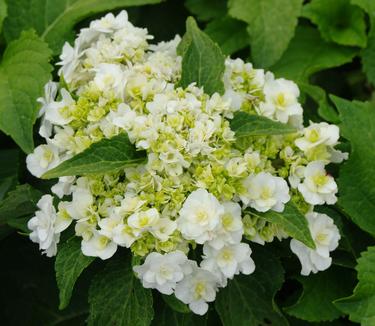 ydrangea macrophylla Wedding Gown