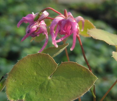 Epimedium grandiflorum Red Beauty - Barrenwort 