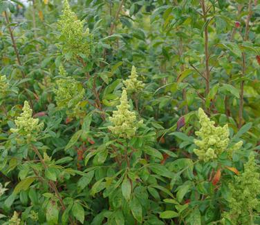 Rhus copalina Creel's Quintet 