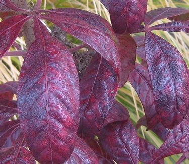 Rhus copalina Creel's Quintet 