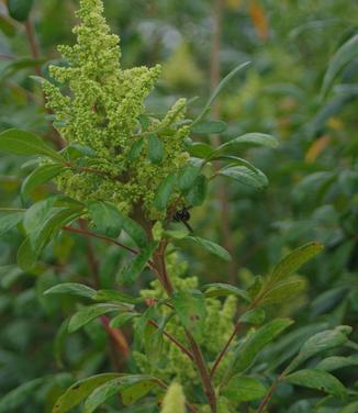 Rhus copallina Creel's Quintet 