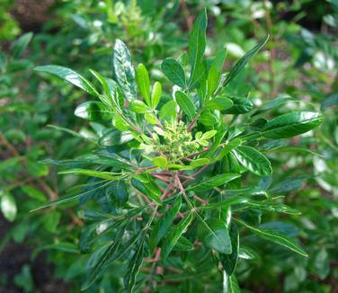 Rhus copallina Creel's Quintet