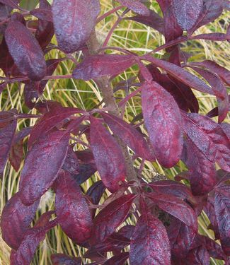 Rhus copallina Creel's Quintet 