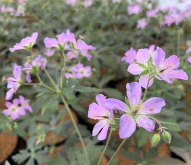 Geranium maculatum - Spotted Cranesbill from Pleasant Run Nursery