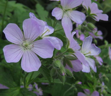 Geranium maculatum - Spotted Cranesbill