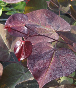 Cercis canadensis Burgundy Hearts