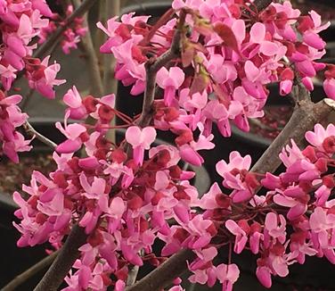 Cercis canadensis Burgundy Hearts