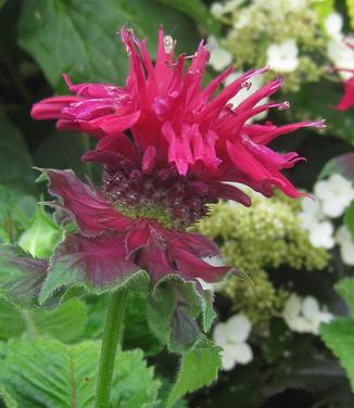 Monarda didyma 'Fireball' - Bee Balm