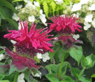 Monarda didyma 'Fireball' - Bee Balm