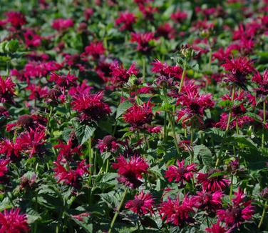 Monarda didyma Fireball - Bee Balm