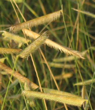 Bouteloua gracilis Blonde Ambition