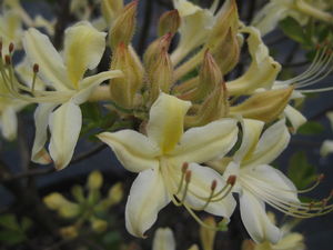 Rhododendron aus. x atl. Choice Cream