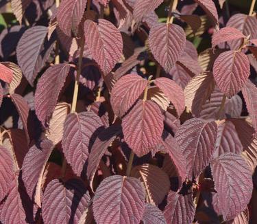 Viburnum plicatum Popcorn