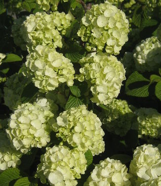 Viburnum plicatum Popcorn