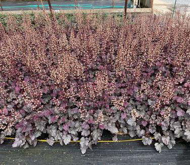 Heuchera x Stainless Steel