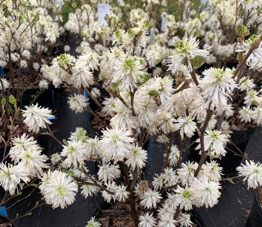 Fothergilla gardenii