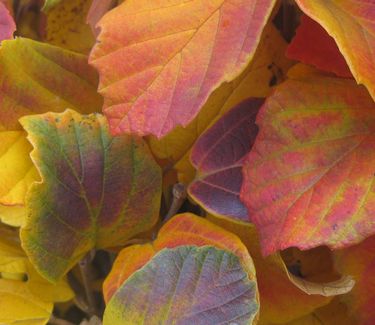 Fothergilla gardenii (Fall color)