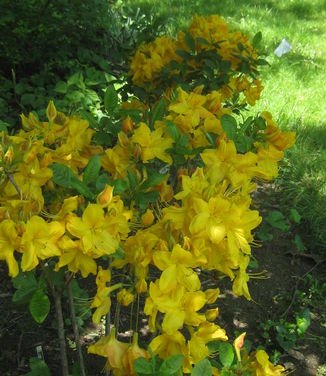 Rhododendron 'Klondyke'