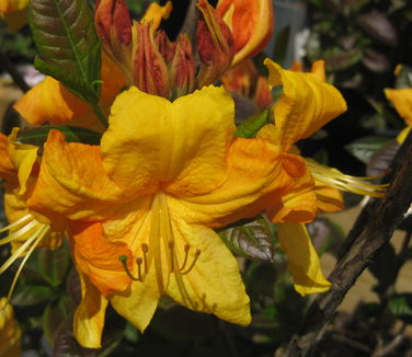 Rhododendron 'Klondyke'