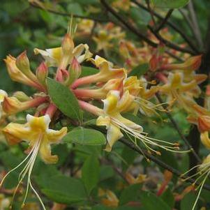 Rhododendron austrinum Millie Mac