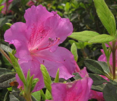 Rhododendron Encore? Autumn Royalty