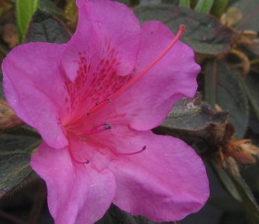 Rhododendron Encore Autumn Royalty