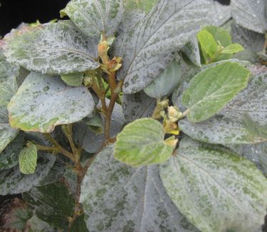 Fothergilla x intermedia Blue Shadow