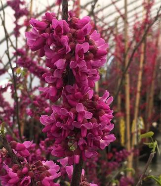 Cercis reniformis Oklahoma