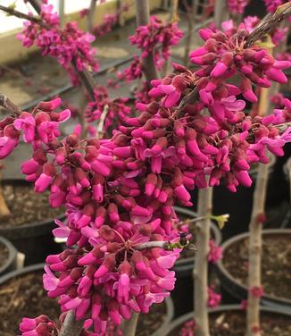 Cercis reniformis Oklahoma