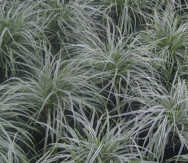 Carex oshimensis Everest - Weeping Sedge