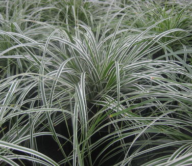 Carex oshimensis Everest - Weeping Sedge