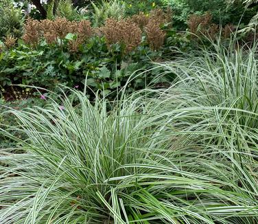 Carex oshimensis Everest