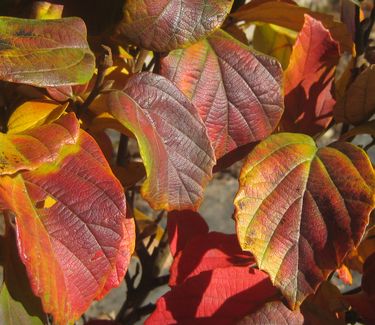 Fothergilla major 'Mount Airy' - Large Fothergilla (Fall color)