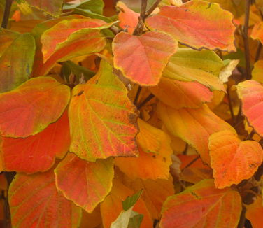 Fothergilla major 'Mount Airy' - Large Fothergilla (Fall Color)