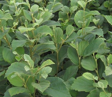 Fothergilla major 'Mount Airy' 