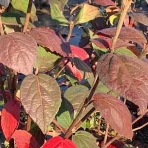 Viburnum carlesii Spice Girl®