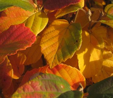 Fothergilla major 'Mount Airy' - Large Fothergilla (Fall color)