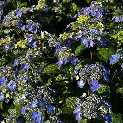 Hydrangea macrophylla Endless Summer® Pop Star®