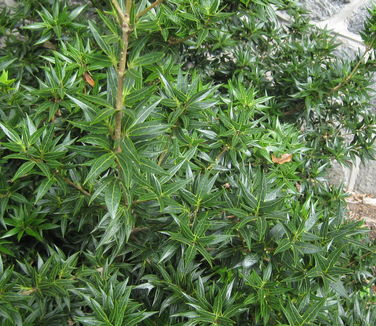  Osmanthus heterophyllus 'Sasaba' (@ Scott Arboretum)