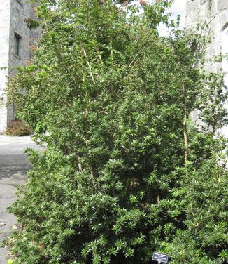 Osmanthus heterophyllus 'Sasaba' (@ Scott Arboretum)