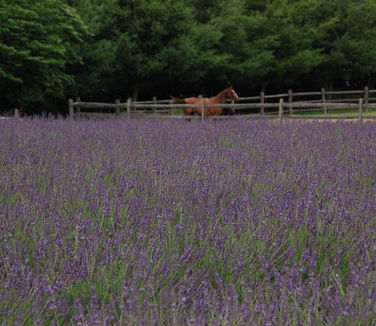 Lavandula x intermedia Phenomenal - Lavender
