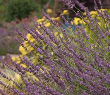 Lavandula x intermedia Phenomenal - Lavender