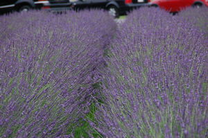 Lavandula x intermedia Phenomenal - Lavender